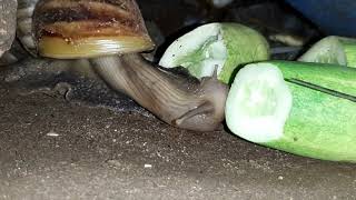 Beloved snails eat cucumber at night with​ hing [upl. by Eannaj]