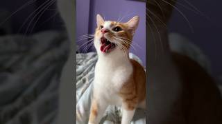 Cat breathing heavy or fast with mouth open cat trend yt catshorts dog doglover ytviral fyp [upl. by Anonyw]