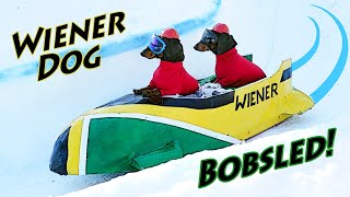 Ep 7 Wiener Dog BOBSLED  Funny Dogs in a Bobsled [upl. by Seamus]