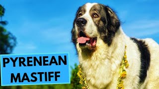 Pyrenean Mastiff  TOP 10 Interesting Facts [upl. by Maxim]