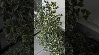 House Plants  Ficus Triangularis variegataMyhomegardenunlimited [upl. by Romalda]