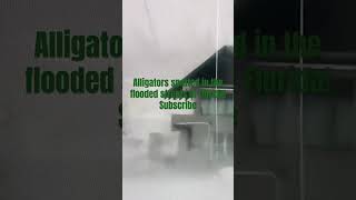 Alligators spotted in the flooded streets in Florida [upl. by Humble]