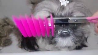 DIY at Home Dog Grooming with Scaredy Cut Scissor [upl. by Anale]