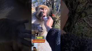 Manky food giftfunny manky video🤡😁😁👹manky funnyanimal manky shortsfunny entertainment [upl. by Kristien111]