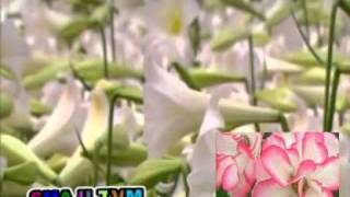 Njan are bhayappedummalayalam christian songs shaji tvm [upl. by Ytteb308]