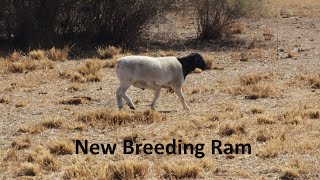 New Dorper Sheep Ram for our Commercial flock [upl. by Otir]