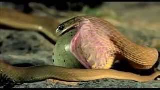 King Cobra eat a big egg [upl. by Joselow]