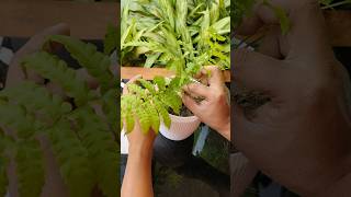 Autumn Fern Plant Repoting ytshorts youtubeshorts gardening trending [upl. by Ado]