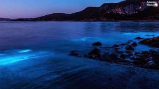 Bioluminescence event at Preservation Bay in Tasmania [upl. by Lunnete]