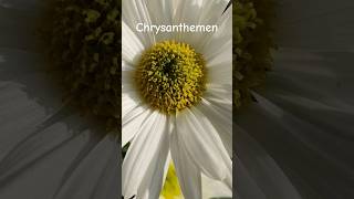 Chrysanthemen Blüten Zauber HolidaysWithYouTube [upl. by Otcefrep219]