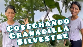 Has probado la granadilla silvestre carmenvelez7519 [upl. by Margalit]