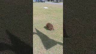 Australian Native Echidna wanders into the suburbs [upl. by Elbart]