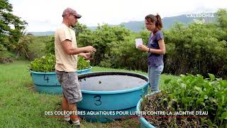 Des coléoptères aquatiques pour lutter contre la jacinthe d’eau [upl. by Cirdek]