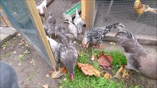 WORLD ANIMAL DAY 4 Show roosters Mother hen with batch 6 Batch 5 and Yokohama bantam [upl. by Yruama]