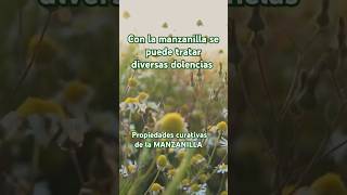 Propiedades de la MANZANILLA plantasmedicinales plantas manzanilla short [upl. by Ciri875]