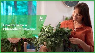 🌿 How to Grow a Phlebodium Davana 🌿 [upl. by Sidras]