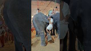 ഇത്ര സിംപിൾ ആയിരുന്നോ 🤪 keraleeyan elephant keralaelephant [upl. by Inalawi]