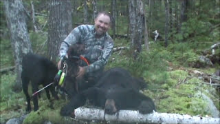 Laneys Guide Service Pete Gamache 2011 Maine Bear Hunt w Hounds [upl. by Maillij]