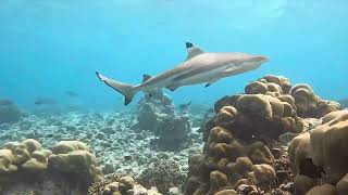 Baros house reef snorkelling Oct 2024 [upl. by Aro983]