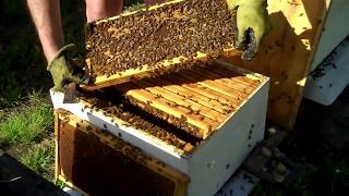 Checking Bees amp Swarm for First Time Beekeeping amp Honeybees [upl. by Ailat]