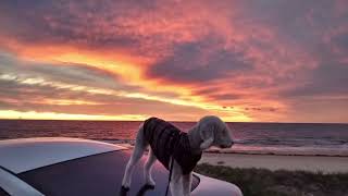 Bedlington terrier Harry [upl. by Ettennod]