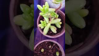 como cultivar suculentas How to grow plants [upl. by Rebbecca]