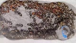 Polyergus rufescens  Formica fusca slaves  Nest overview [upl. by Adnilahs319]