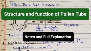 Structure and Function of Pollen Tube  Four Zones  Pollen Tube functions notes pollentube yt [upl. by Rotkiv]