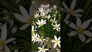 Rain Lili flowershow to get heavy flowers on rain🌧️ lilioctober plant monsoongardewaterlilycare [upl. by Tiemroth582]