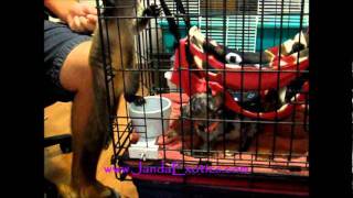 Coatimundi Play time with chihuahua Cute Little Coatimundi noises Coatimundi as pets [upl. by Fromma]