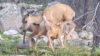 Mule Deer Nurses Twin Fawns Utah July 2024 [upl. by Om]