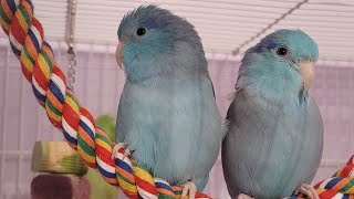 Parrotlet singingtalking [upl. by Larrabee]