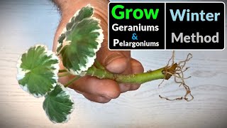 How to Grow Geraniums  Pelargoniums from Cuttings All Year Round Method [upl. by Naffets]