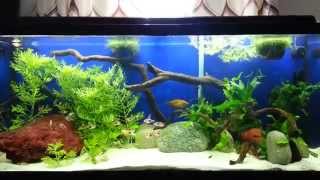 55 gallon planted community old goldfish tank [upl. by Lotson]