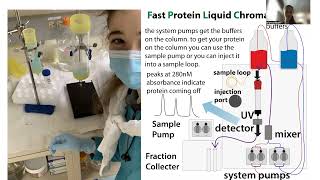 Protein chromatography  an overview of affinity ion exchange and size exclusion chromatography [upl. by Scharf]