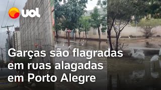 Garças aparecem em ruas alagadas em Porto Alegre e são filmadas comendo peixe em meio à enchente [upl. by Yerocal]