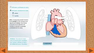 La circulation du sang dans le cœur et le rôle des valvules cardiaques [upl. by Elbas]