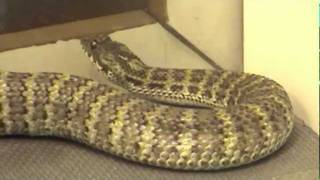 Papuan Death Adder Acanthophis rugosus Extraction [upl. by Ahsienak926]