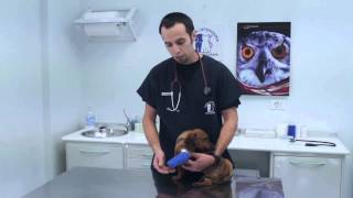 GESTIONE DI UNA FASCIATURA PER ANIMALI  Clinica veterinaria borghesiana  Roma [upl. by Fletcher]