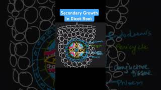 Secondary growth in dicot root biology neet class science [upl. by Gwenora480]