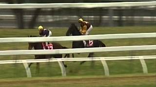 Alpine Eagle and Big Memory Exhibition Gallop [upl. by Ahso72]