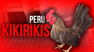 KIKIRIKIS en PERU 2021  GALLOS MINIATURA  Orla Tenorio [upl. by Sheryle405]