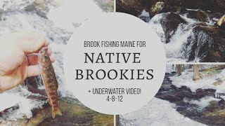 Native Maine brook trout on bamboo rod [upl. by Ellenahc274]