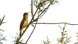 A great reed warbler sings Acrocephalus arundinaceus Grote karekiet 2024 [upl. by Digirb]