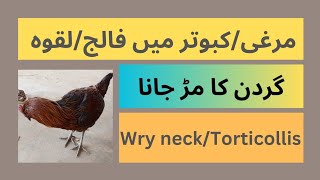 Wry neck  Torticollis  Laqwa  Twisted neck in ChickenPigeon  Turkey  Peacock  Peafowl [upl. by Junina379]