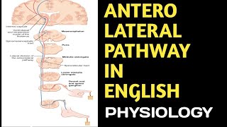 Anterolateral Pathway in English anterolateralpathway spinothalamictractscns DoctorsCorner [upl. by Riva]