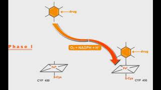 Pharmacokinetics animation Phases Of Drug Metabolism [upl. by Scarrow]