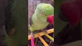 Mithua 🦜Kiya 🤗Hua ytshorts youtubeshorts parrotlover birds funny parrot shortvideo shorts [upl. by Nasaj]