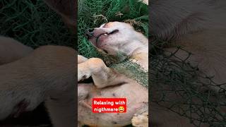 he has nightmare shortvideo dogloversofig doglover dogloverforlife dogslife animals [upl. by Ailero959]