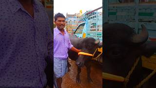 తొలి సూడి పడ్డ కొన్న రైతు  Murrah First Lactation Buffalo Sale Information [upl. by Suirred366]